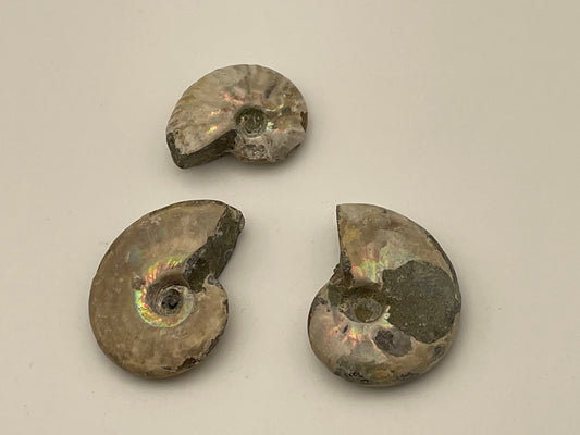 Opalized Ammonite